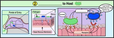 Adhesion specificity and success/failure