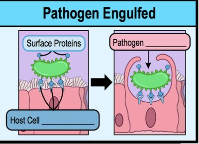 Pathogen engulfed by host cell via surface proteins