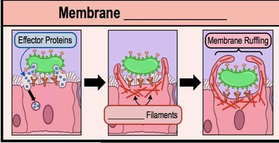 Membrane ruffling mechanism