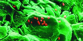 Taxonomic hierarchy diagram