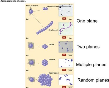 Arrangements of cocci