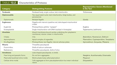 Trichomonas protozoa