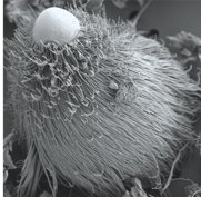 Trypanosoma protozoa