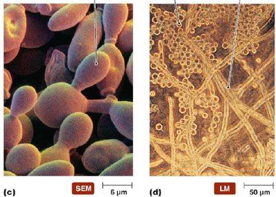Yeast budding and pseudohyphae