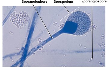 Sporangiospore structure