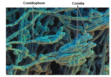 Conidiophore and conidia