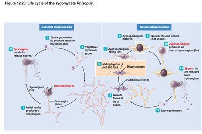 Rhizopus life cycle