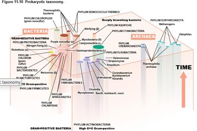 Prokaryotic taxonomy