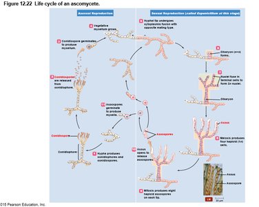 Ascomycete life cycle