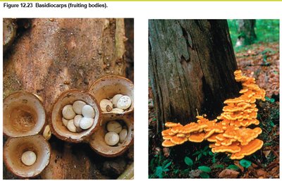 Basidiocarps (fruiting bodies)