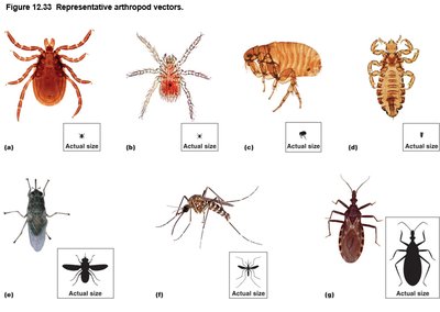 Representative arthropod vectors