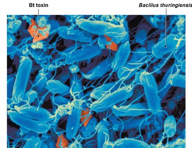 Bacillus thuringiensis and Bt toxin