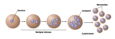 Schizogony in protozoa