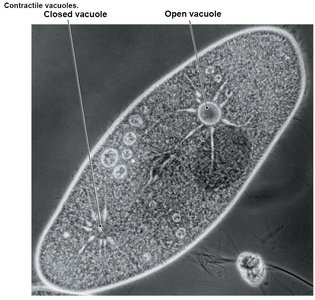 Contractile vacuole in protozoa