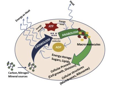 Diagram of catabolism and anabolism in a cell