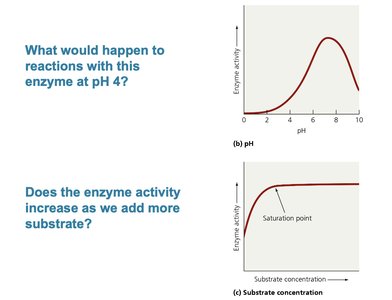 Graphs of enzyme activity vs pH and substrate concentration
