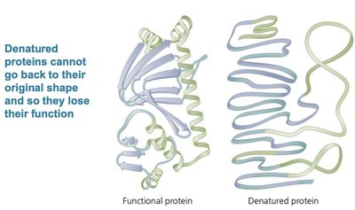 Diagram of protein denaturation