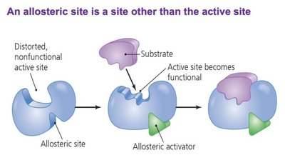 Allosteric activation of enzymes