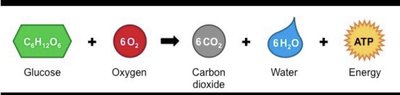 Summary of glucose catabolism