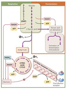 Conversion of pyruvic acid to acetyl-CoA