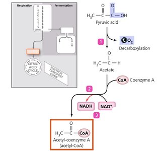 Citric Acid Cycle diagram