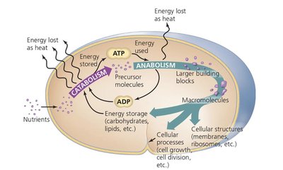 Energy flow in catabolism and anabolism
