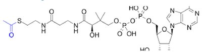 Detailed steps of the citric acid cycle