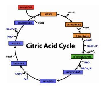 Electron transport chain in the membrane