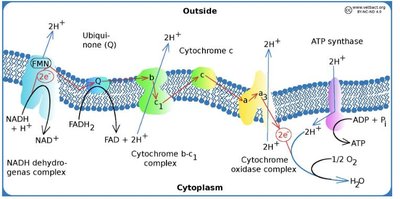 Path of electrons in the ETC