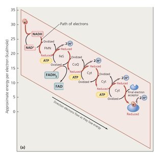 Chemiosmosis and ATP synthase