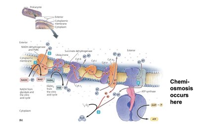 ATP yield table for aerobic respiration