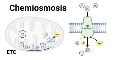 Summary of ATP production in prokaryotes