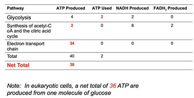 Fermentation pathways and products