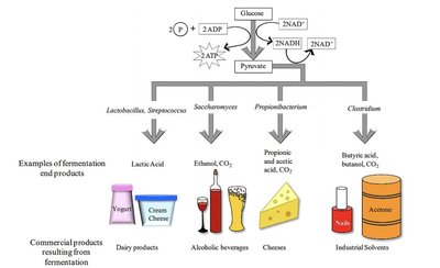 Fermentation products and representative microbes