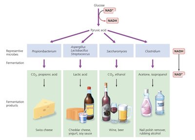 Comparison table of respiration and fermentation