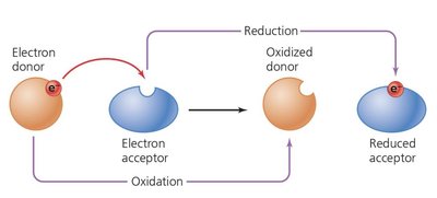 Diagram of oxidation and reduction reactions