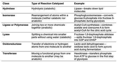 Table of enzyme classes and examples