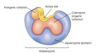 Diagram of a holoenzyme structure