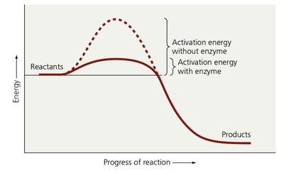 Graph showing effect of enzyme on activation energy