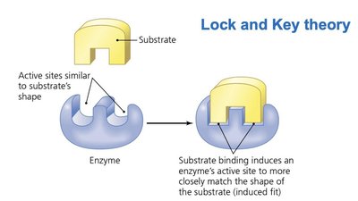 Lock and key theory of enzyme-substrate interaction