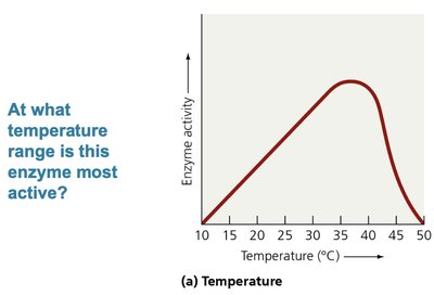 Graph of enzyme activity vs temperature