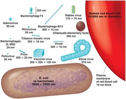 Relative sizes of viruses, bacteria, and cells
