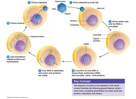 Replication of a DNA virus in a host cell