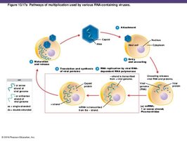 Multiplication of minus-strand ssRNA virus