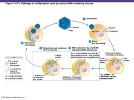 Multiplication of plus-strand ssRNA virus