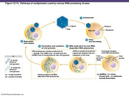 Multiplication of dsRNA virus