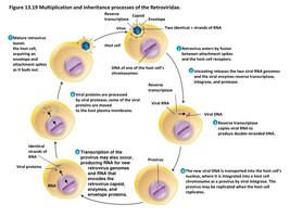 Multiplication and inheritance of retroviruses