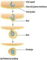 Release of enveloped virus by budding