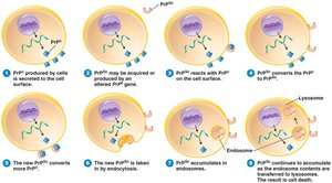 Conversion of normal prion protein to infectious prion protein