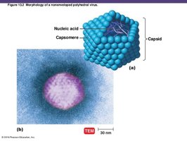Structure of a nonenveloped polyhedral virus